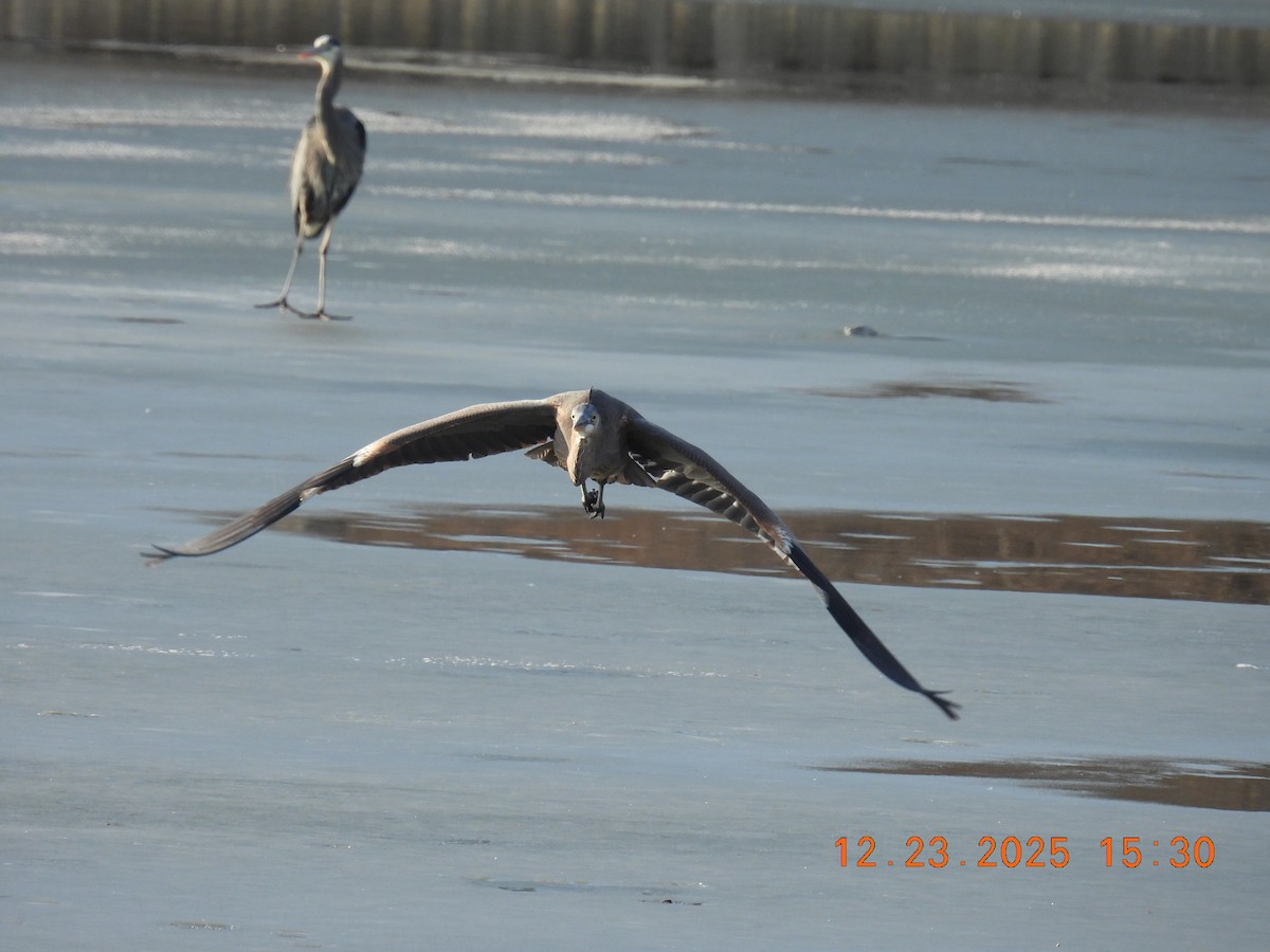 Great Blue Heron - ML647441364