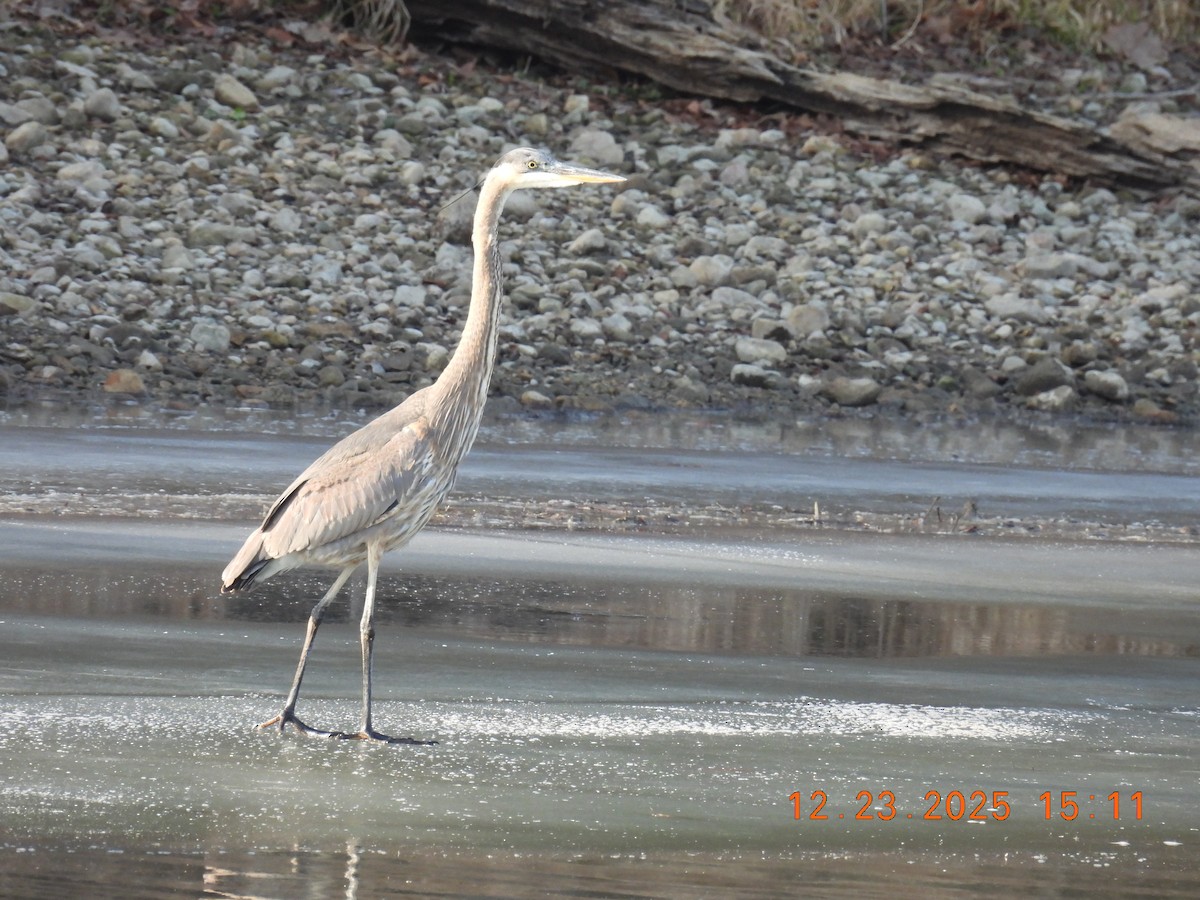Great Blue Heron - ML647441371