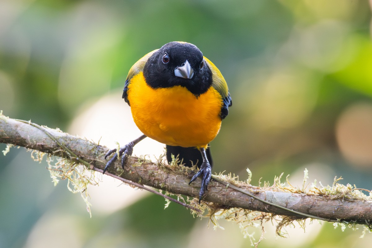 Tangara Barbinegra - ML647441376