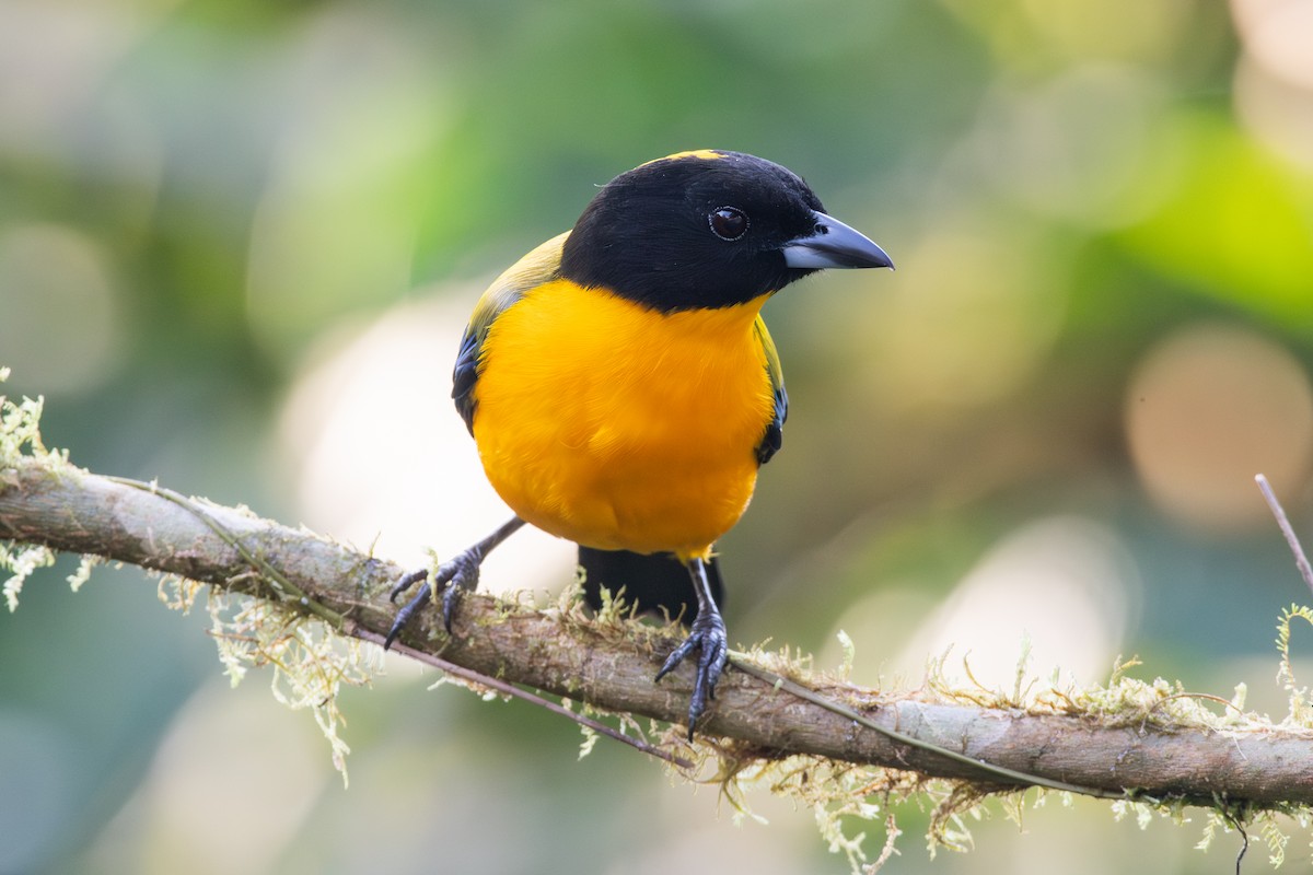 Tangara Barbinegra - ML647441377