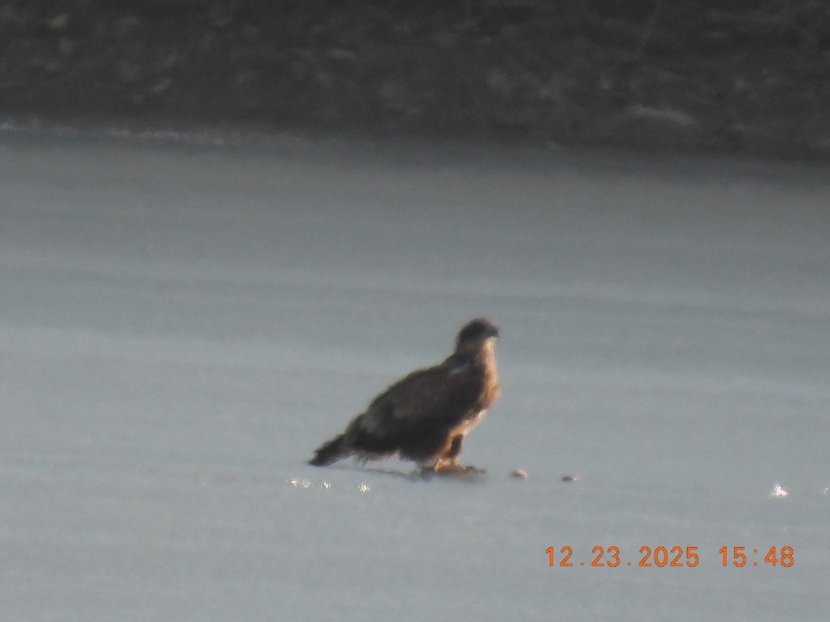 Bald Eagle - ML647441386