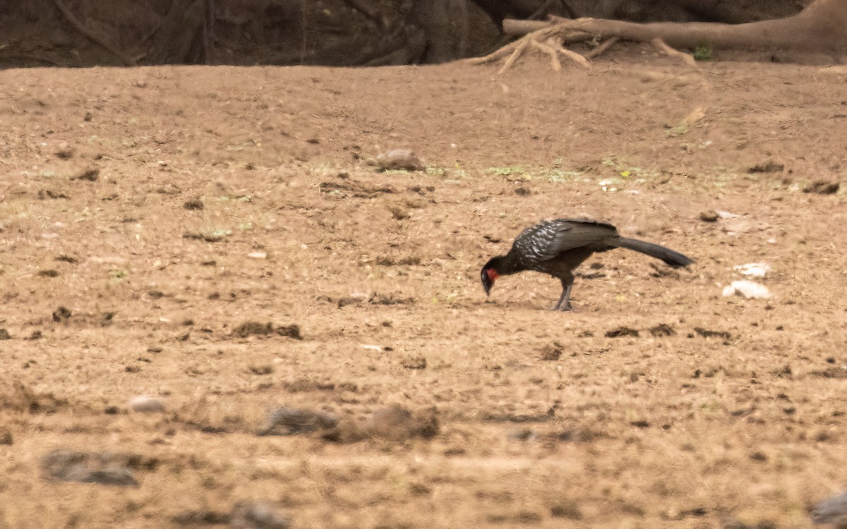 guan bolívijský - ML647441389