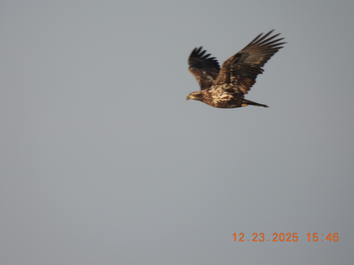 Bald Eagle - ML647441390