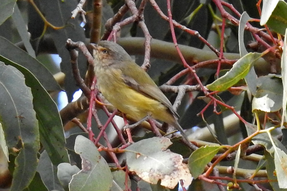 stumpnebb - ML647441395