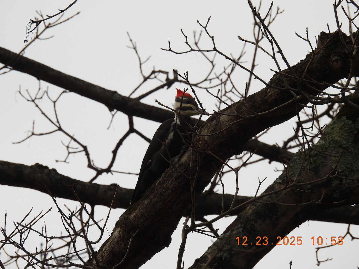 Pileated Woodpecker - ML647441412