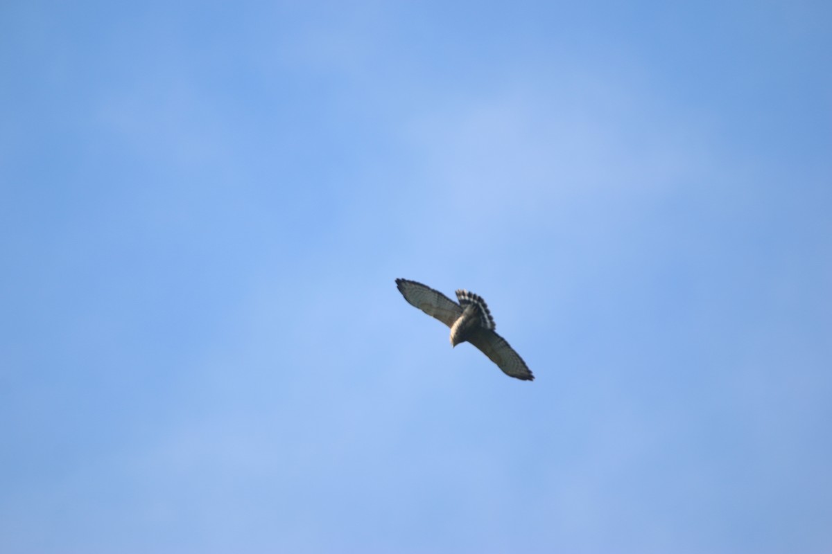 Broad-winged Hawk - ML647441413
