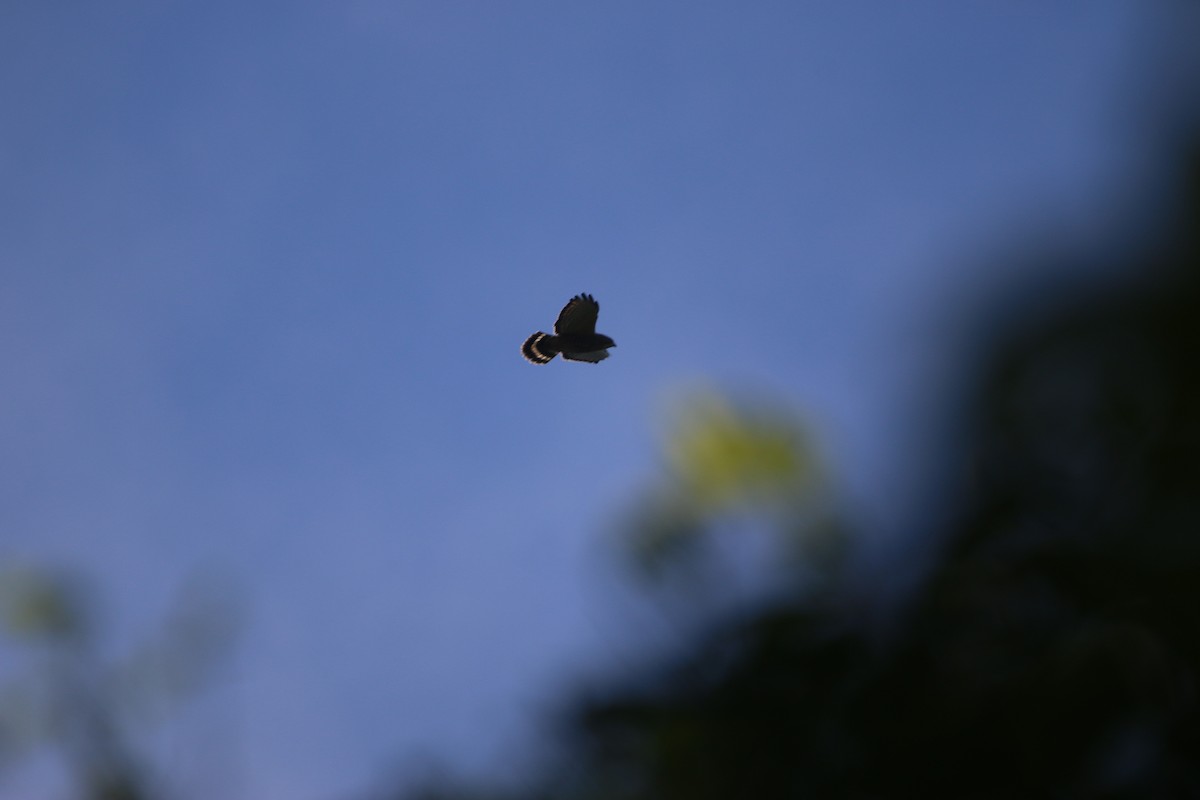 Broad-winged Hawk - ML647441414