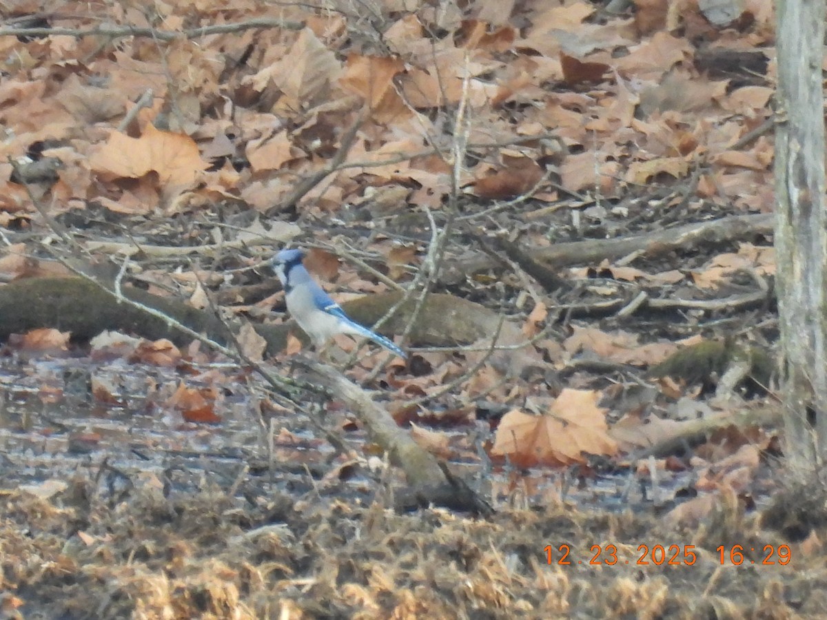 Blue Jay - ML647441415