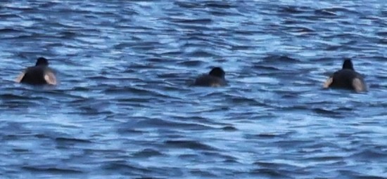 Greater Scaup - ML647441423