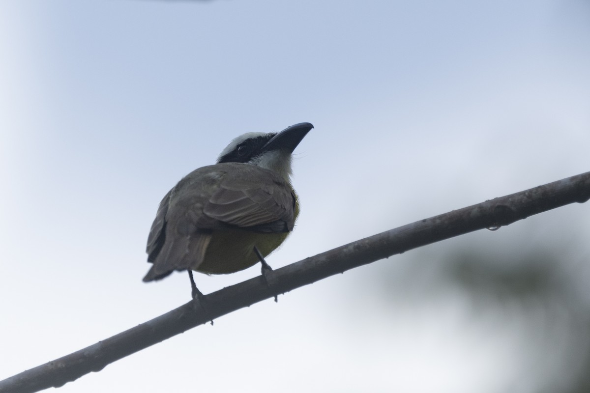 Boat-billed Flycatcher - ML647441426