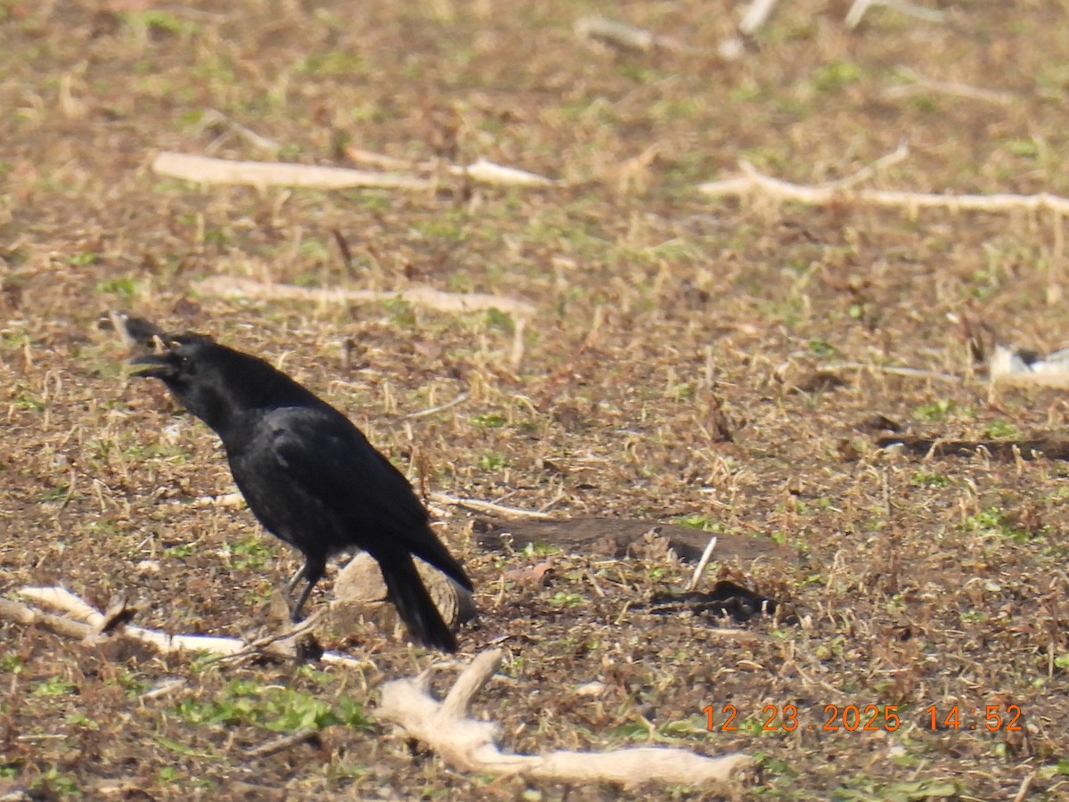American Crow - ML647441430