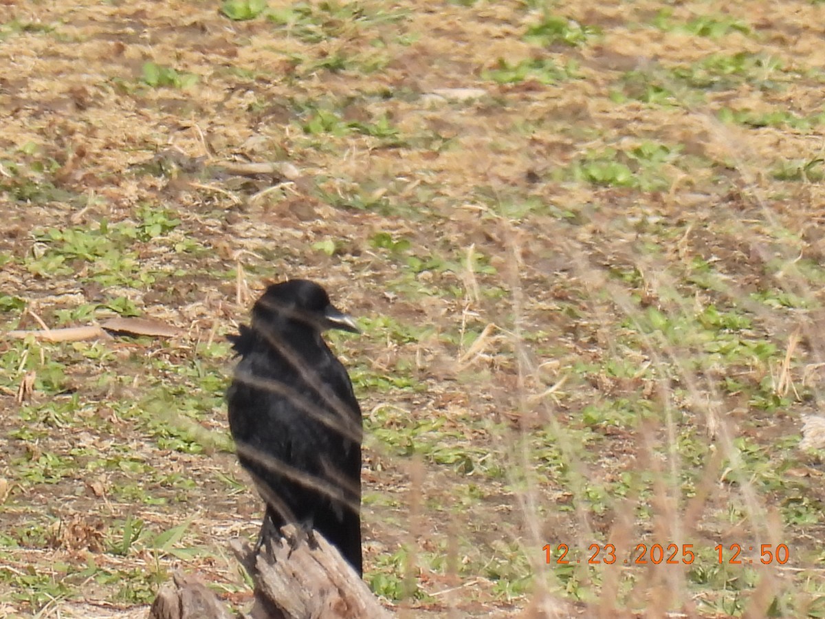 American Crow - ML647441441