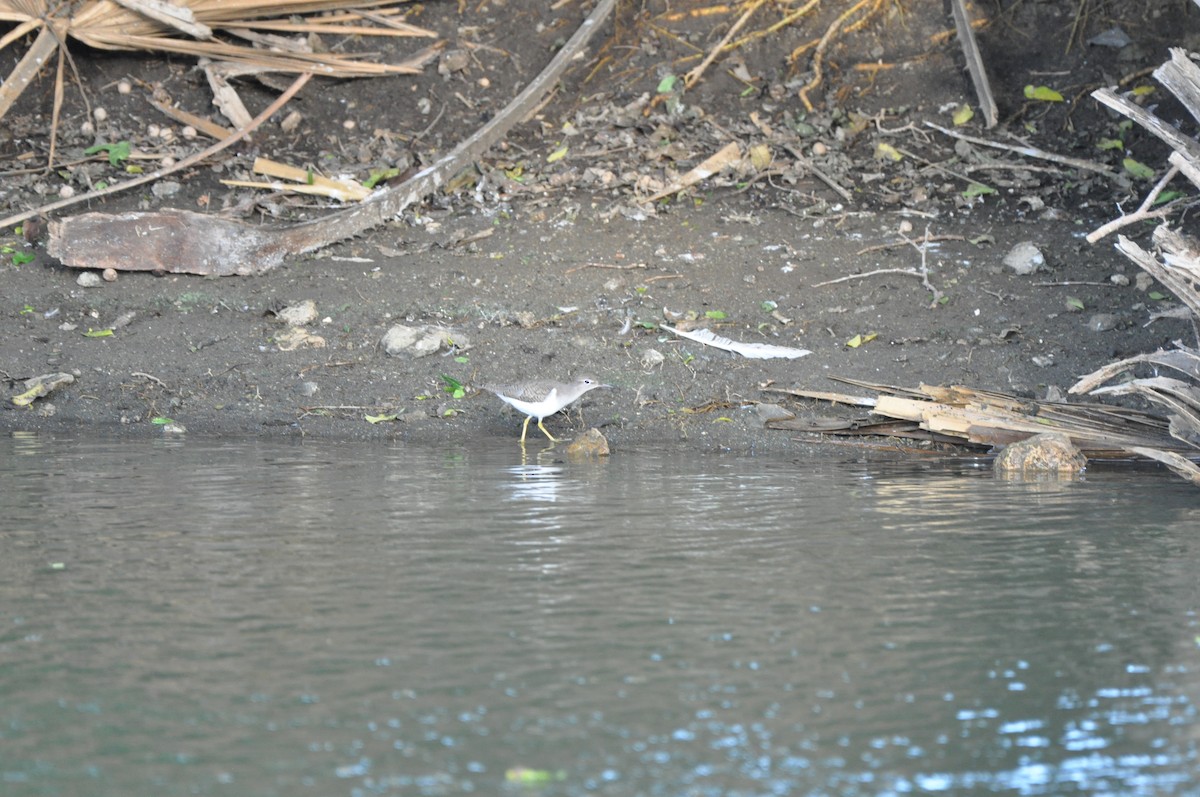 Benekli Düdükçün - ML647441447