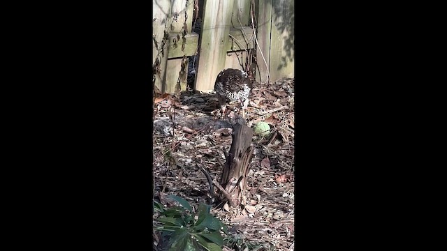 Cooper's Hawk - ML647441451