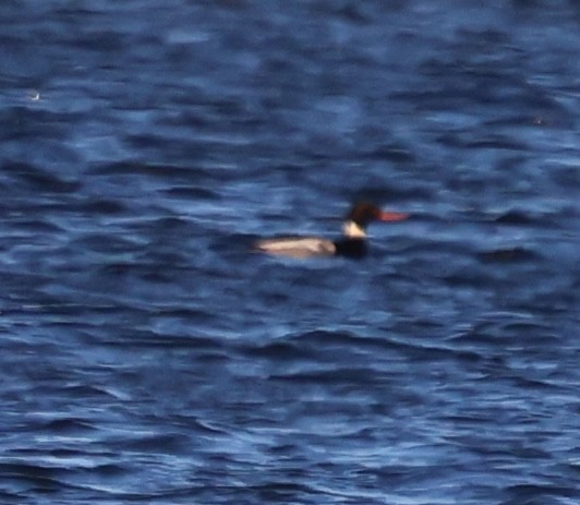 Serreta Mediana - ML647441457