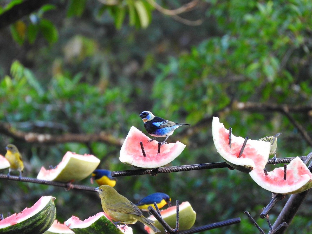 Golden-hooded Tanager - ML647441463