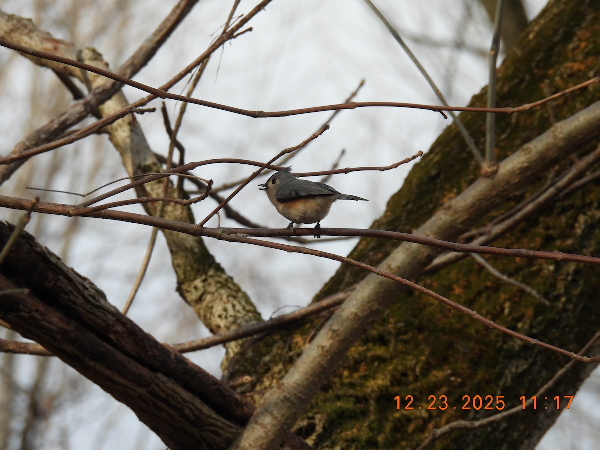 Tufted Titmouse - ML647441464