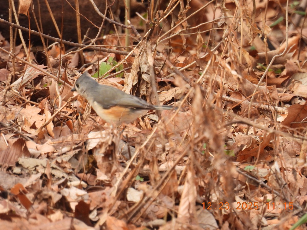 Tufted Titmouse - ML647441470