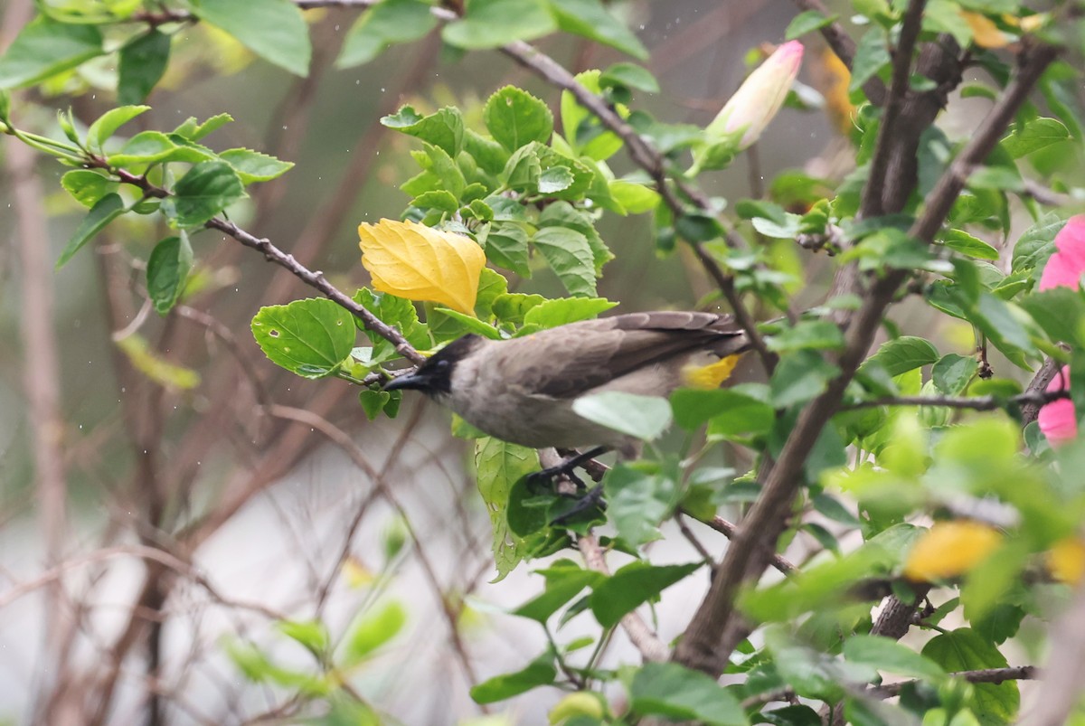 Sooty-headed Bulbul - ML647441474