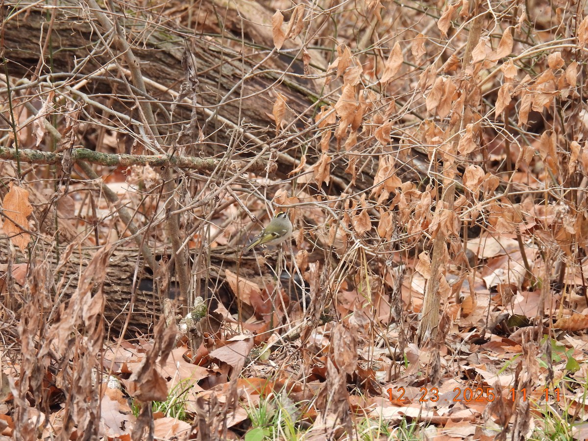 Golden-crowned Kinglet - ML647441482