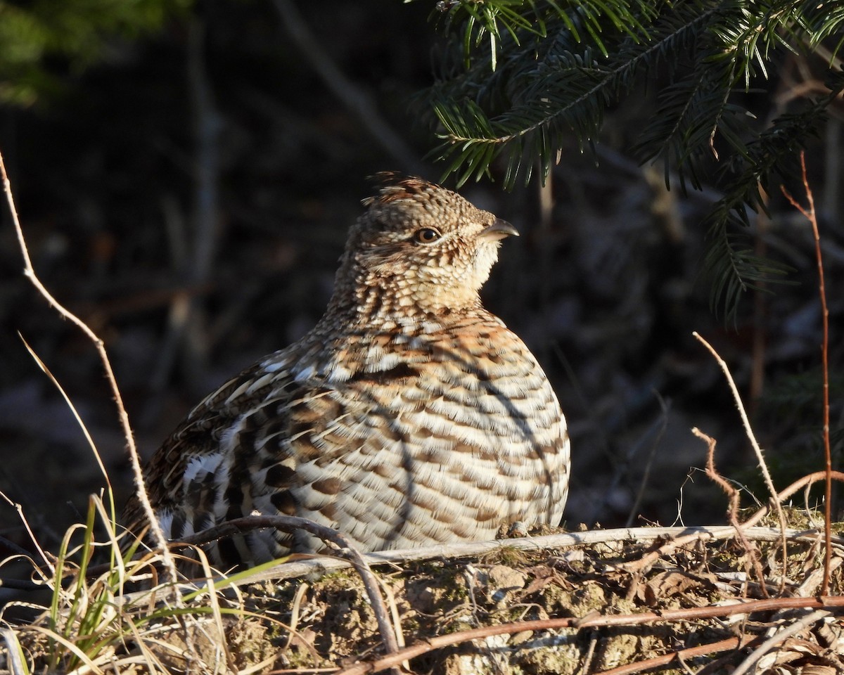 jeřábek kanadský - ML647441483