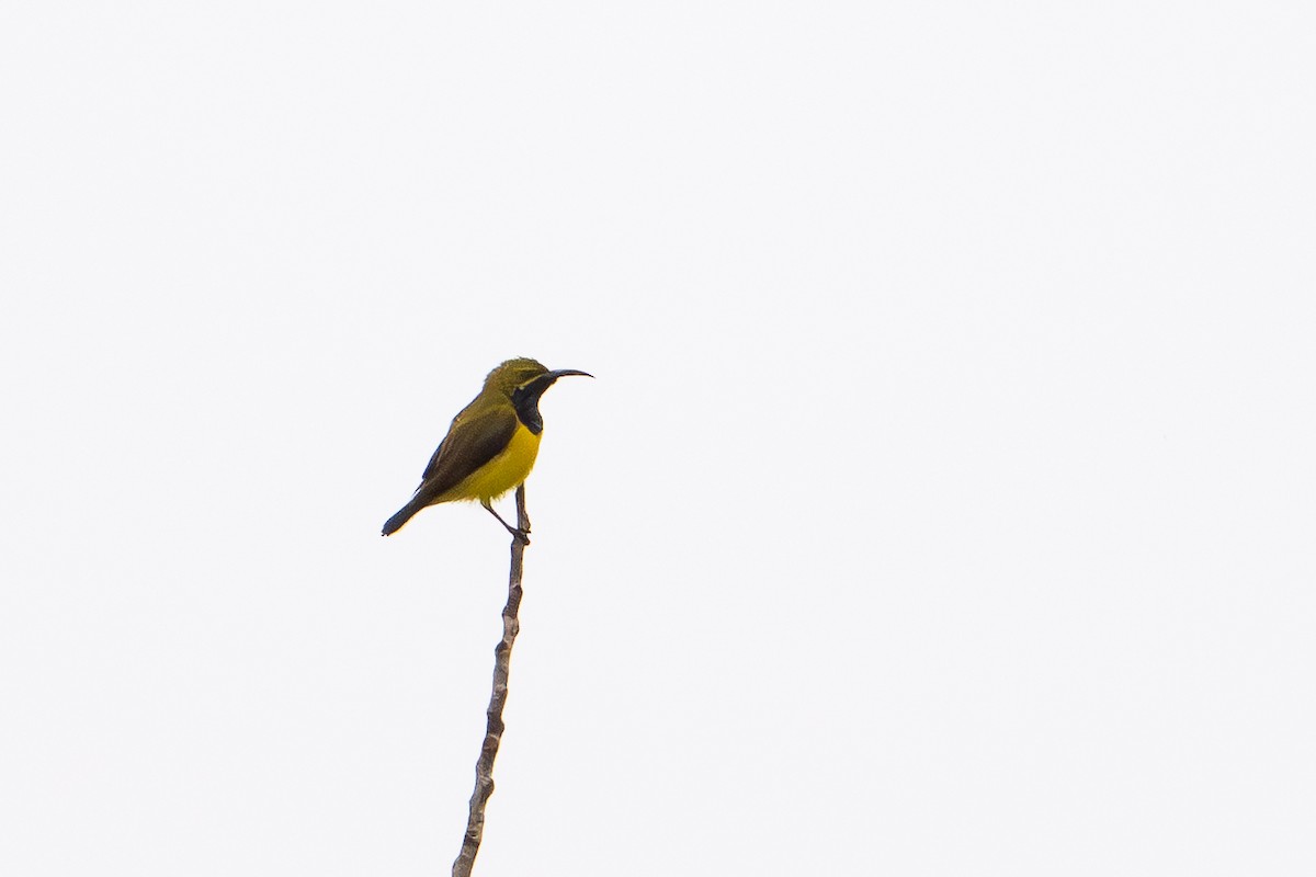Sahul Sunbird - ML647441486
