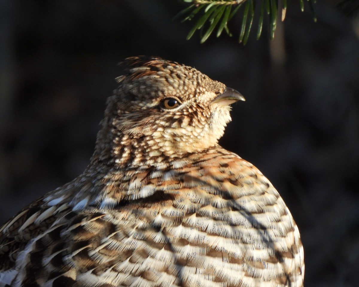 jeřábek kanadský - ML647441489