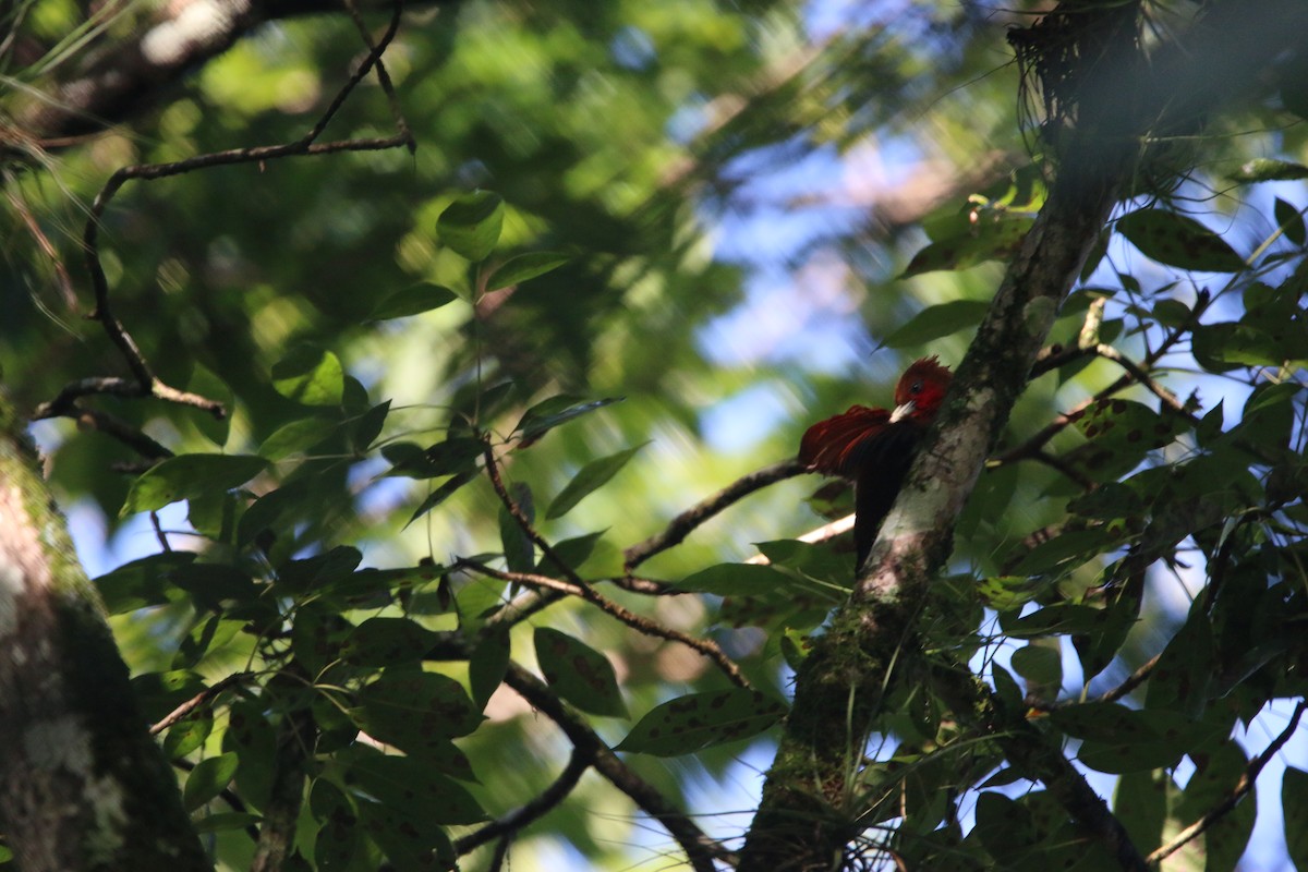 Ятла вохристоголова - ML647441499