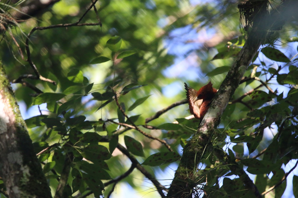 Ятла вохристоголова - ML647441500