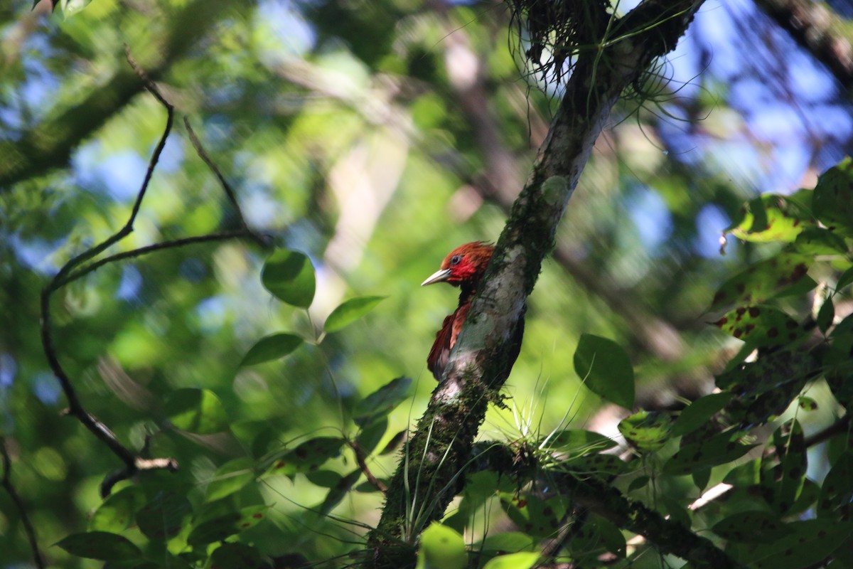 Ятла вохристоголова - ML647441502