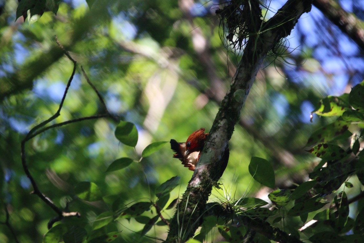 Ятла вохристоголова - ML647441503