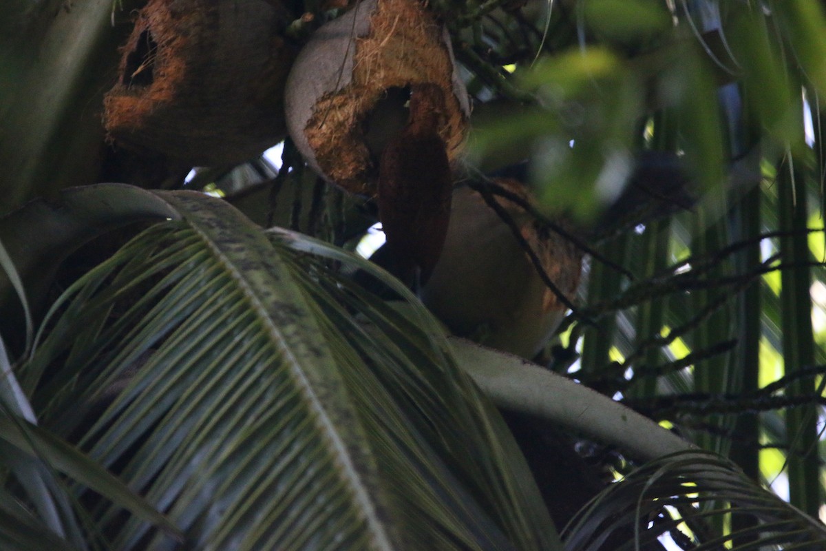 Ятла вохристоголова - ML647441504