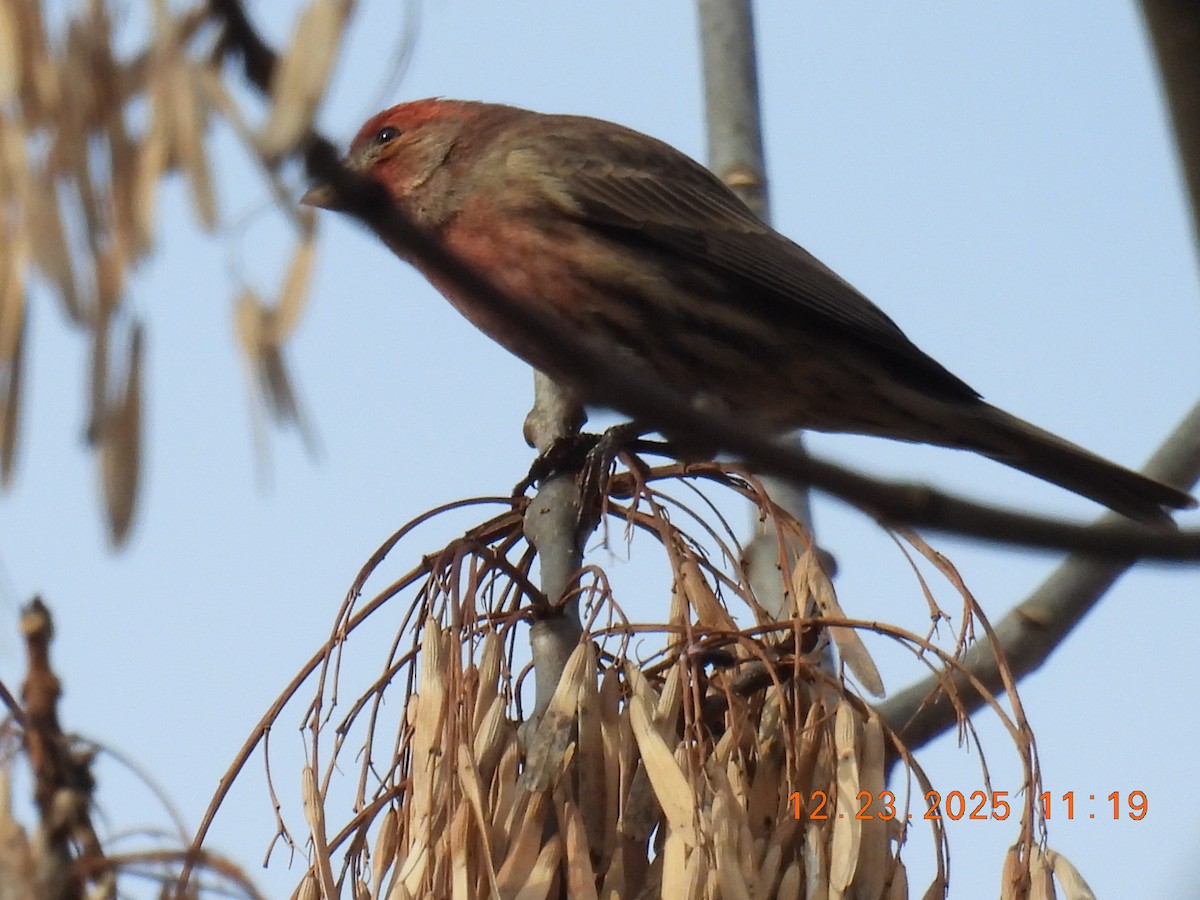 House Finch - ML647441505