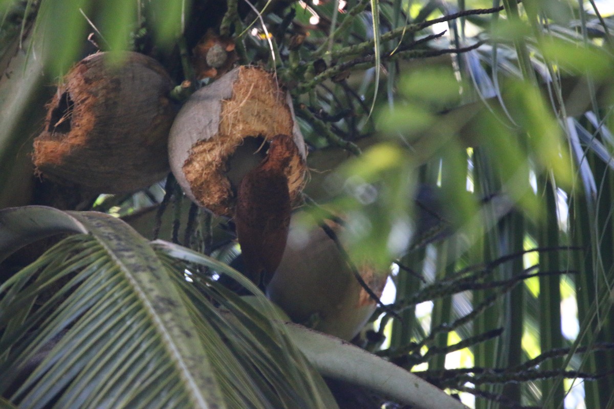 Ятла вохристоголова - ML647441506