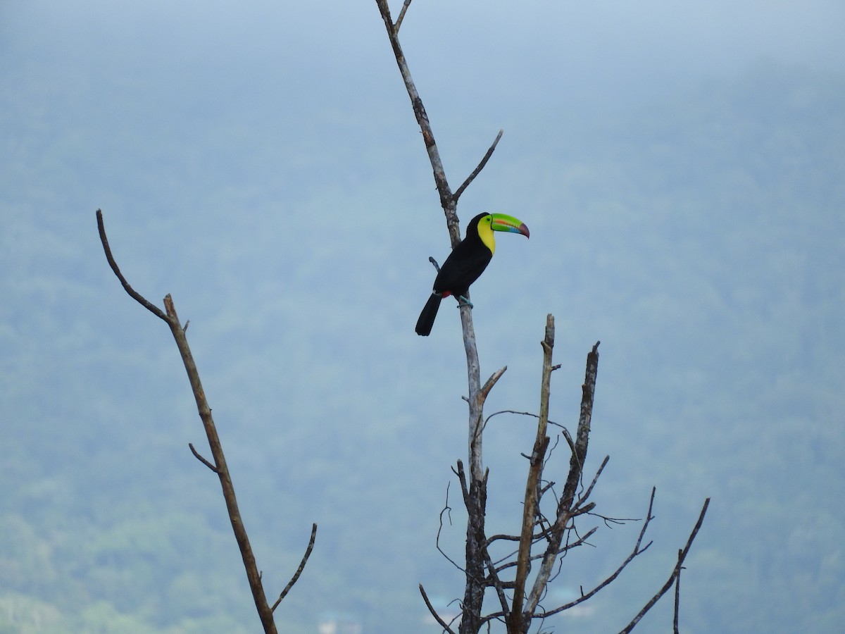 tukan středoamerický - ML647441507