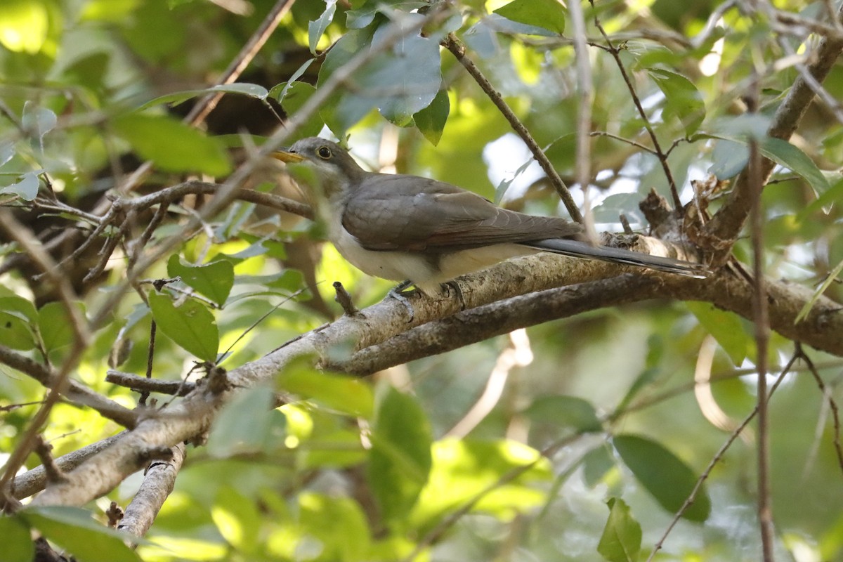 Yellow-billed Cuckoo - ML647441508