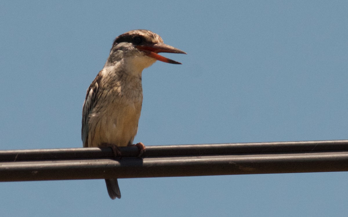 Striped Kingfisher - ML647441516