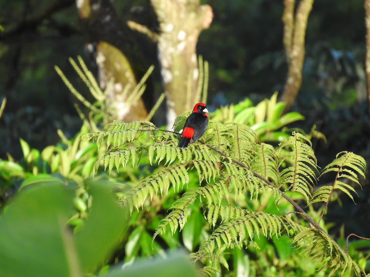 Crimson-collared Tanager - ML647441518