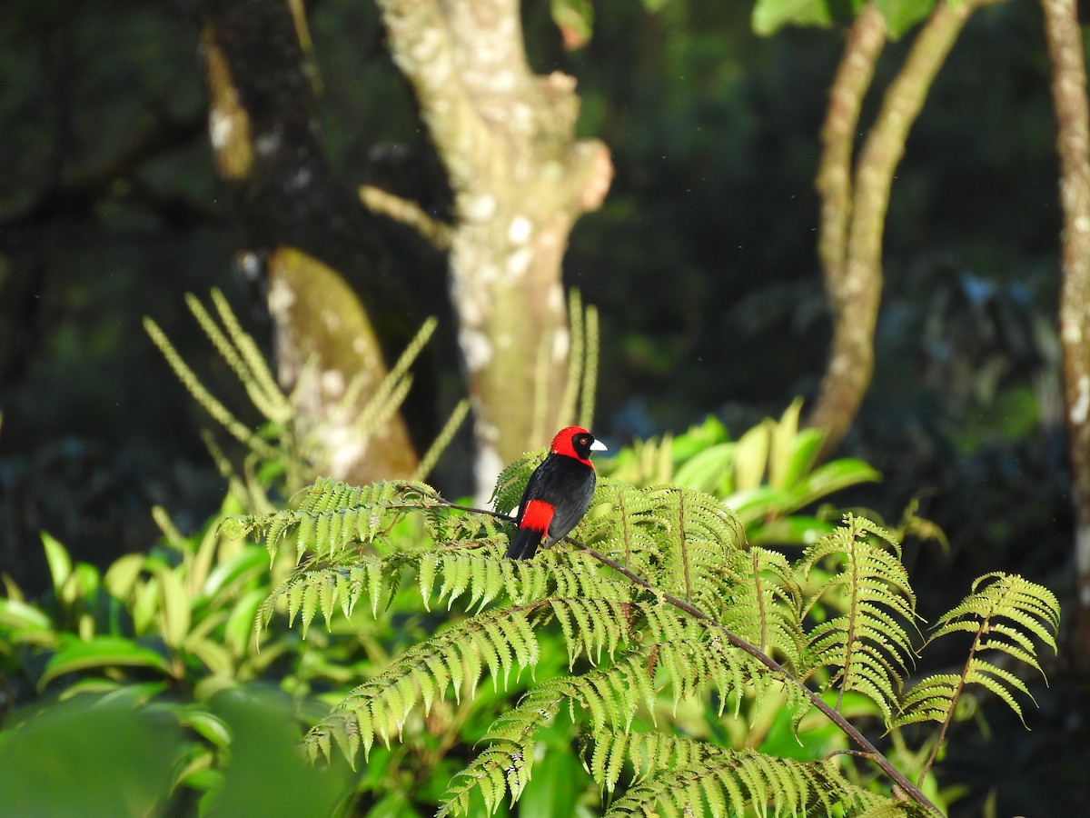 Crimson-collared Tanager - ML647441519