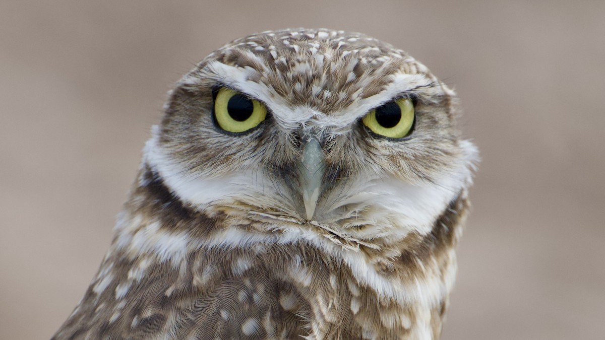Burrowing Owl - ML647441520
