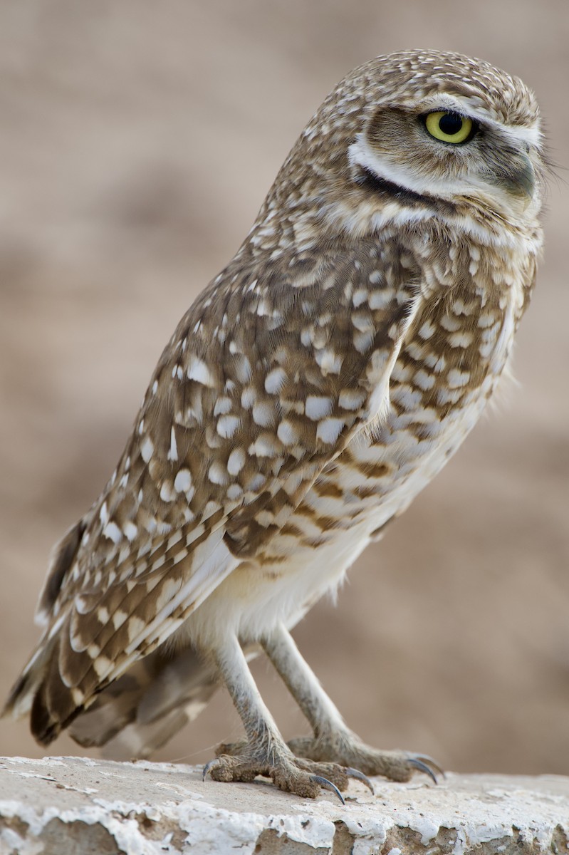 Burrowing Owl - ML647441521