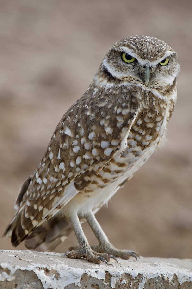 Burrowing Owl - ML647441522