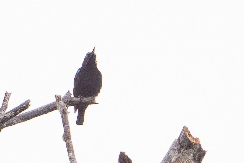 Sahul Sunbird - ML647441524