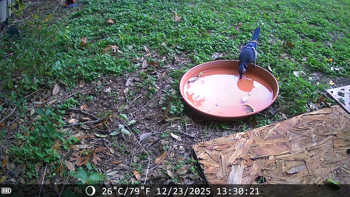 Сизойка блакитна - ML647441529