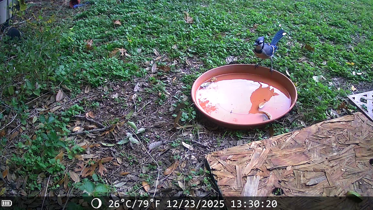 Сизойка блакитна - ML647441530