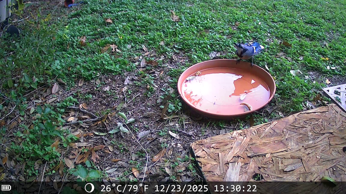 Сизойка блакитна - ML647441531