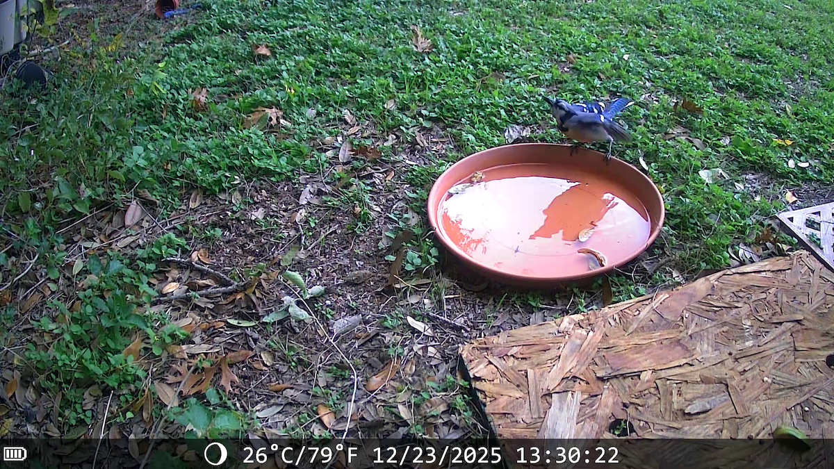 Сизойка блакитна - ML647441532