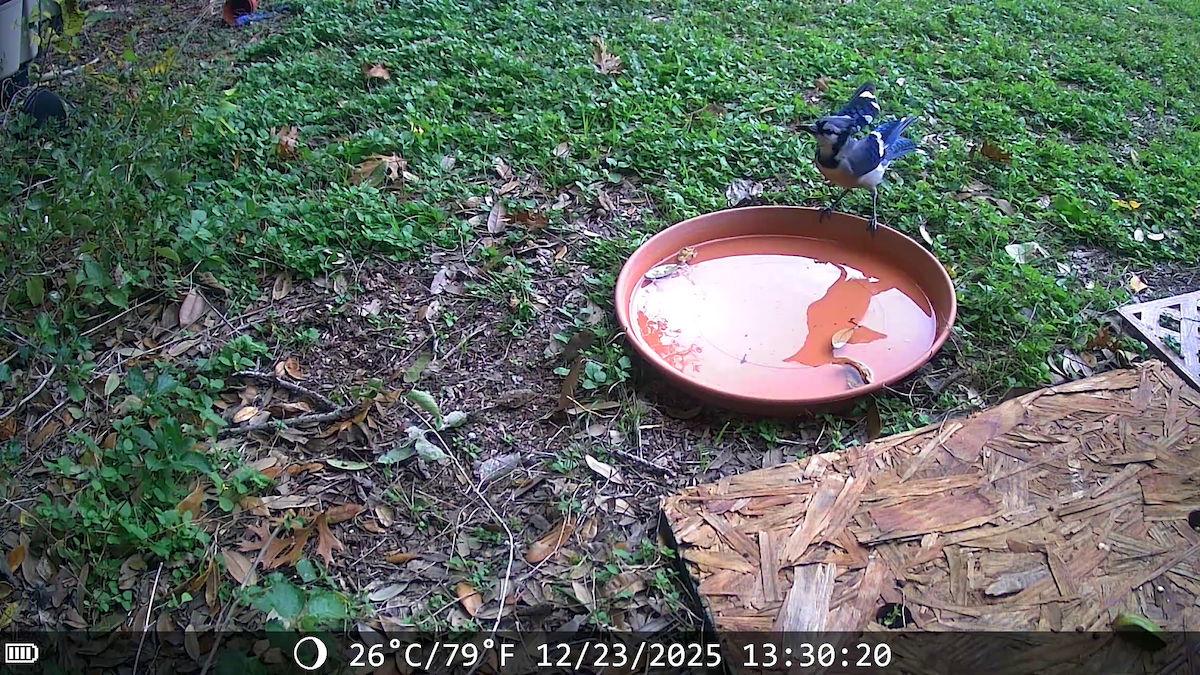 Сизойка блакитна - ML647441533