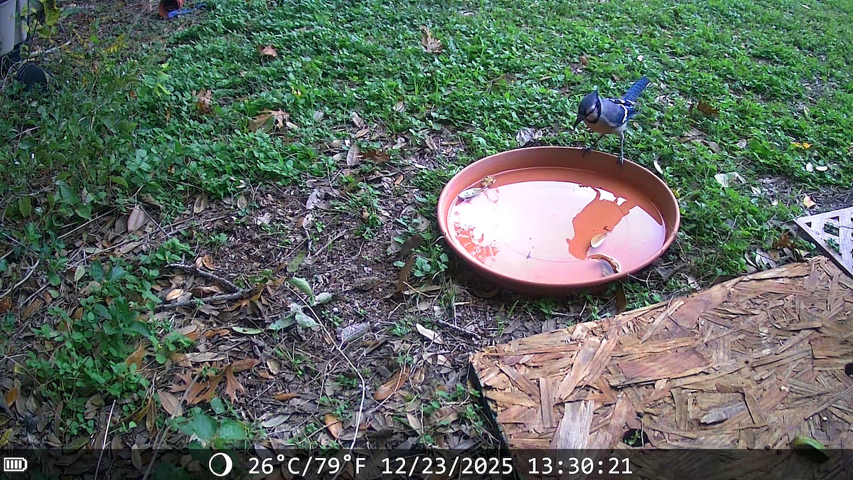 Сизойка блакитна - ML647441534