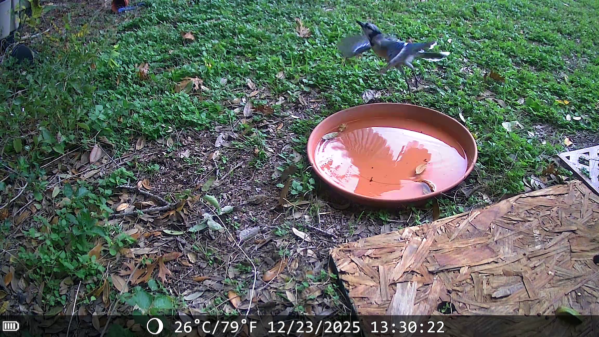 Сизойка блакитна - ML647441535